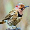 Aesthetic Woodpecker Bird paint by numbers