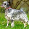 Aesthetic Black And White Irish Setter paint by numbers