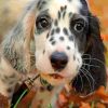 Black And White Irish Setter paint by numbers