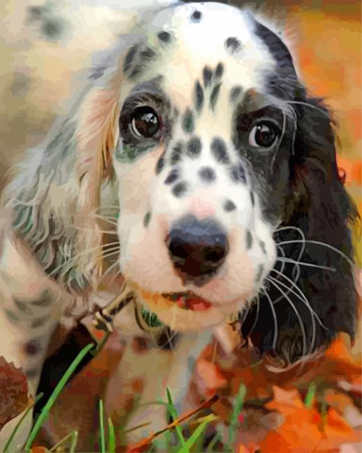 Black And White Irish Setter paint by numbers