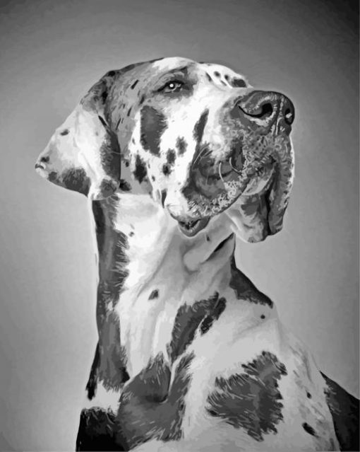 Black And White Great Dane paint by numbers