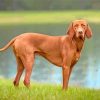 Brown Vizsla panels paint by numbers