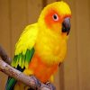 Yellow Conure Bird paint by numbers
