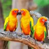 Conure Birds paint by numbers