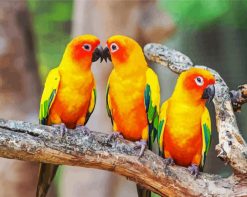Conure Birds paint by numbers