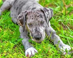 Grey Great Dane paint by numbers