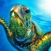 Sea Turtle In The Water paint by numbers