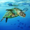 Sea Turtle Swimming In The Water paint by numbers