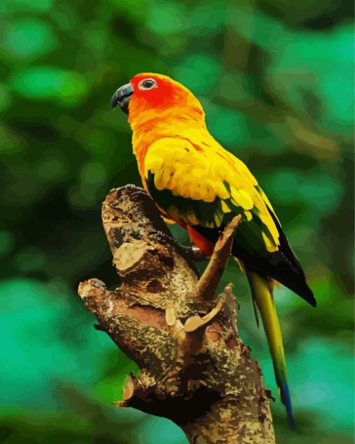 Sun Conure paint by numbers paint by numbers