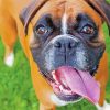 Boxer Dog Breed paint by numbers