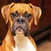 Boxer Dog paint by numbers