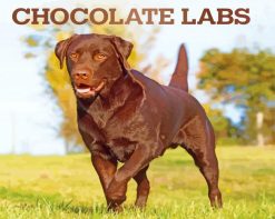 Chocolate Lab Dog paint by numbers