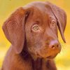 Chocolate Lab paint by numbers