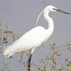 Common Cattle Egret Bird paint by number
