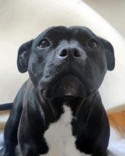 Cute Black Staffordshire Bull Terrier paint by numbers