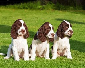 English Springer Spaniel Puppies paint by numbers