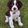 English Springer Spaniel paint by numbers