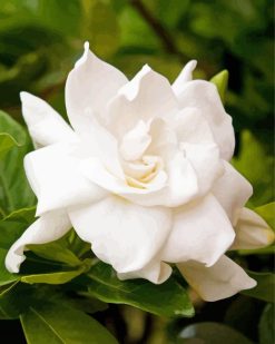Gardenia white flower paint by number