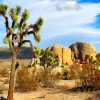 Joshua Tree paint by numbers
