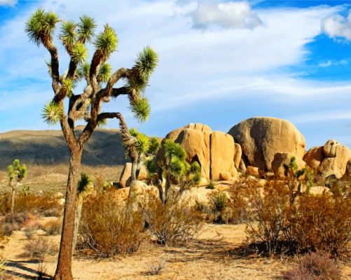Joshua Tree paint by numbers