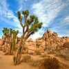 Joshua Tree National Park paint by numbers