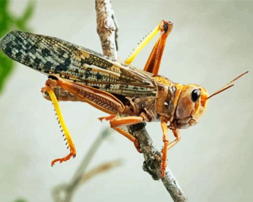 Locust paint by number