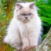 The Himalayan Cat paint by numbers