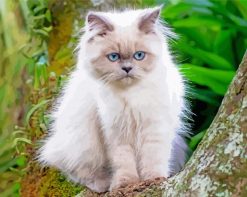 The Himalayan Cat paint by numbers