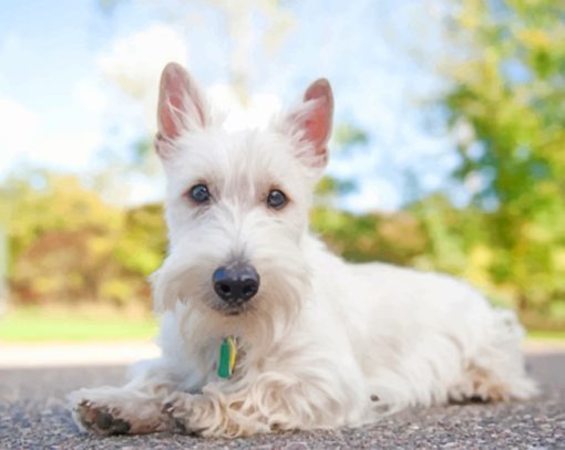 White Scottish Terrier paint by number