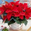 Aesthetic Poinsettia paint by numbers