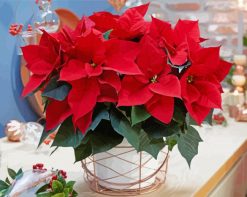 Aesthetic Poinsettia paint by numbers