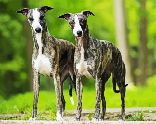 Aesthetic Whippet Dogs paint by numbers