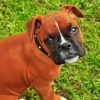 Boxer Dog Puppy paint by numbers