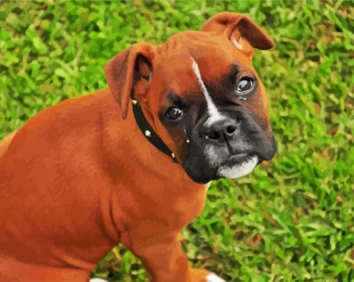 Boxer Dog Puppy paint by numbers