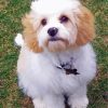 cavachon dog paint by numbers
