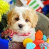 Cavachon Dog Pet paint by numbers