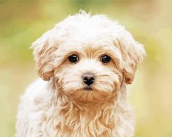 cute Maltipoo puppy paint by numbers