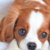 Cute King Charles Spaniel paint by numbers