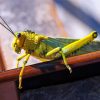green Locust paint by numbers