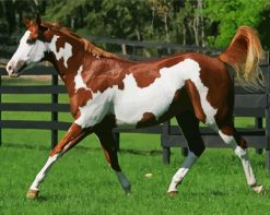 American Paint Horse paint by numbers