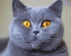 British Shorthair cat animal paint by number
