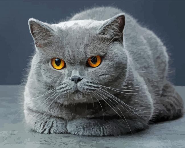 British Shorthair cat paint by numbers