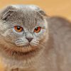 British Shorthair paint by numbers