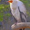 Canarian Egyptian Vulture paint by numbers