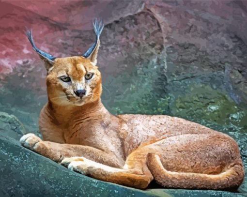 Caracal paint By Numbers