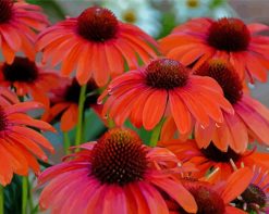 Cone Flower paint by numbers