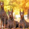 Doberman Family paint by numbers