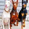 Dobermans paint by numbers
