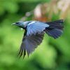 Flying Honeyeater Tui paint by numbers