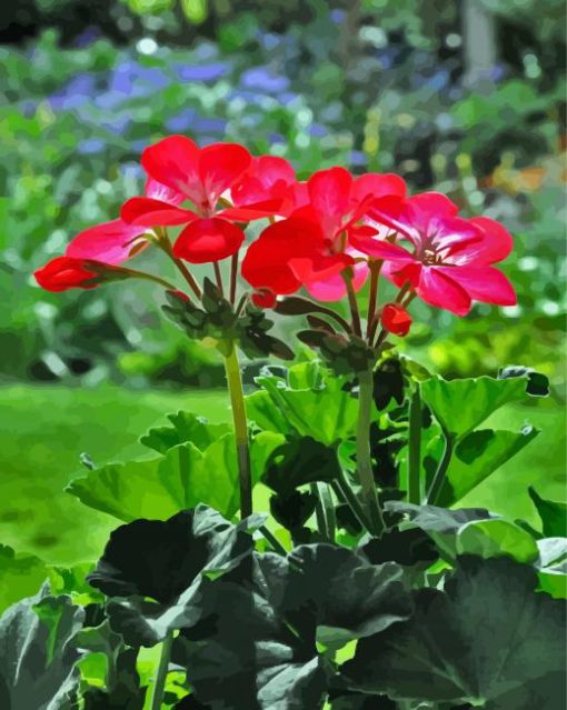 Geraniums Flowers paint by numbers